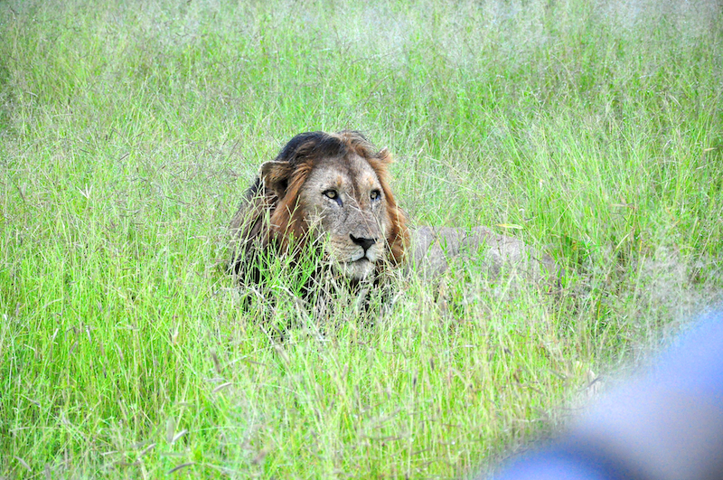 Melanie Heinrich - travel images - Lion Sands Private Game Reserve